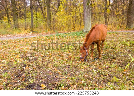 Horse in the autumn forest.