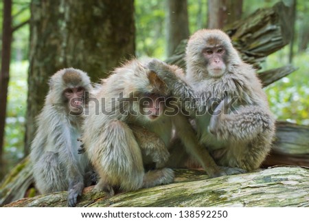 Three Japanese snow monkeys