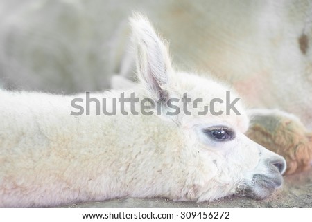 Very Cute baby alpaca to nap