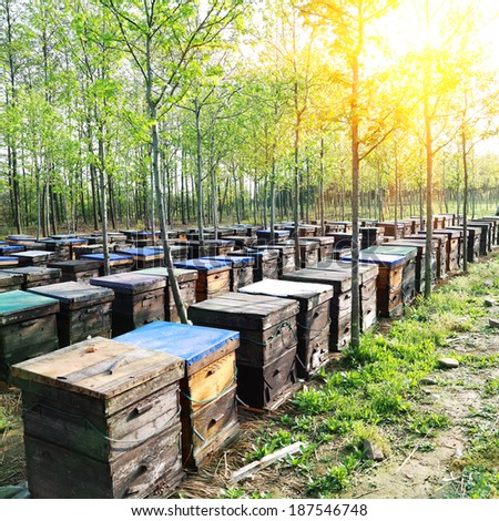 apiary (bee garden) in China, on summer sunny day
