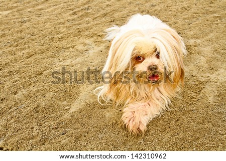 Naughty dog on the beach
