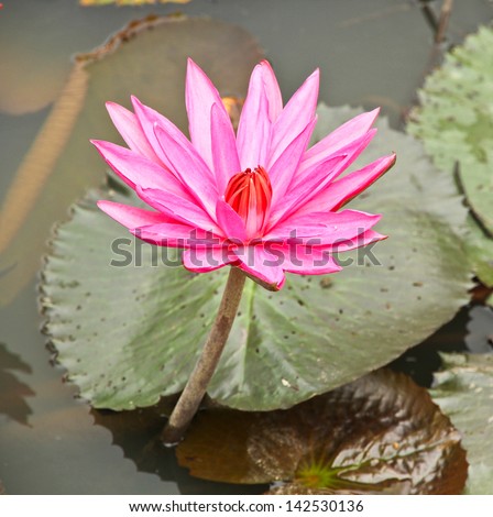 Dark pink lotus and dark green leaf