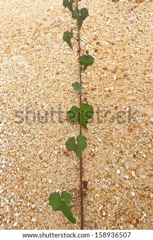 Green leaf climber plant on brown soil