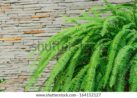 Green fern bush and stone wall
