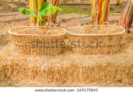 Brown straw and  young banana tree in farm