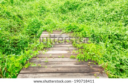 Wood walkway covered with green climber plant