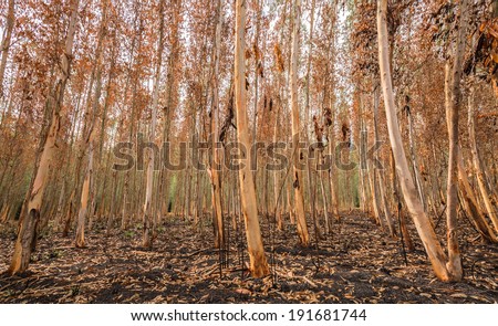 Burnt eucalyptus forest in summer