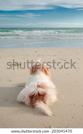 Little long hairy dog looking to the sea on beach
