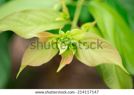 New green leaf of Rangoon creeper plant