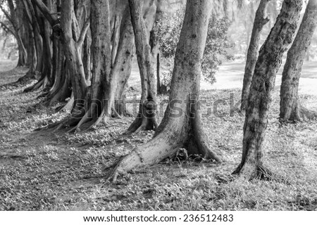 Old pine trees in row in black - white tone