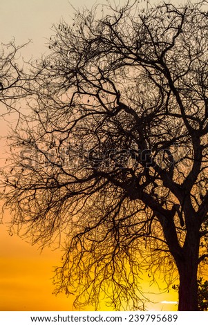 Tree without leaf silhouettes in the sunset