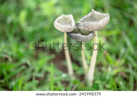 Little mushroom in green grass yard