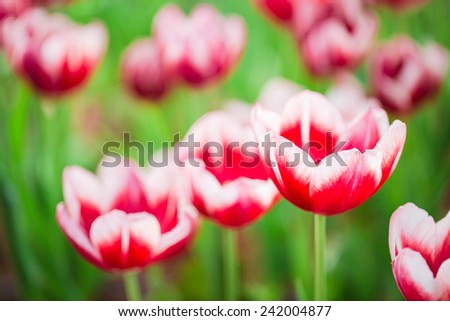 Red-white tulip flower in field