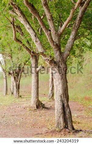 Line of old tamarind trees