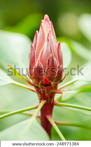 Big red budding flower
