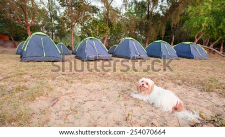 Little dog and Tents on sea beach with pine forest