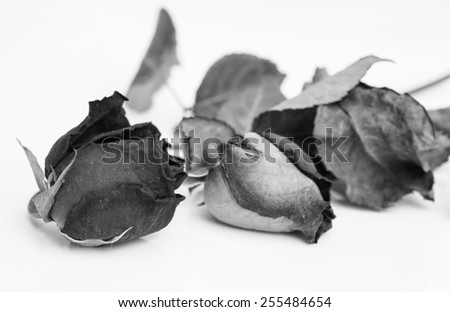 Faded rose on om black-white tone