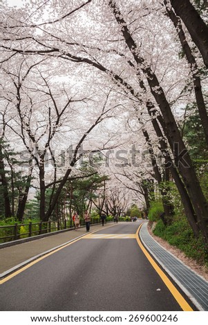 SEOUL, KOREA-APRIL 13: The Cherry Blossom trees and people are on road around Seoul Tower on April 13, 2015 in Seoul, Korea. Visitors are enjoying the blossoms.