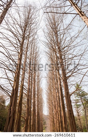 Leafless pine tree after snow storm on Nami Island, South Korea.