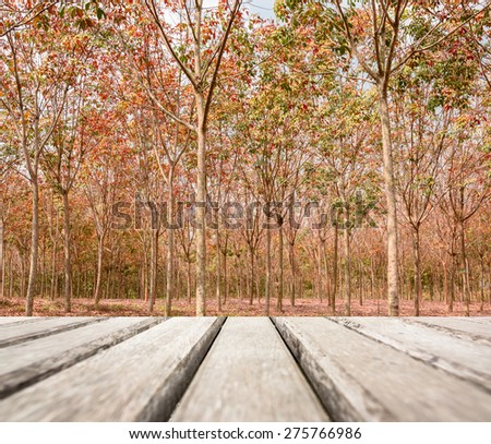Planks of old wood on rubber farm in summer background