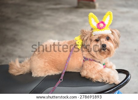 Little dog with yellow rabbit hat on seat of parking motercycle