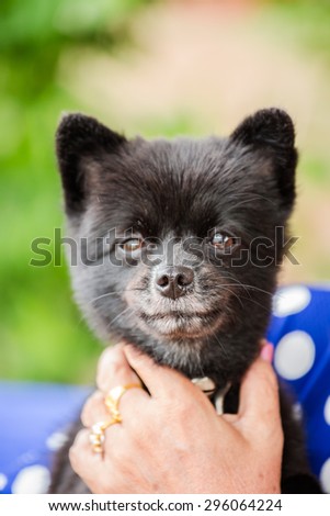 Cute black puppy dog look like a bear on hand