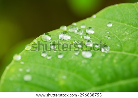 Green leaf with raindrops