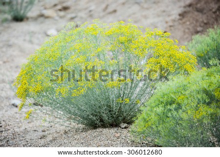 Small yellow flowers in desert