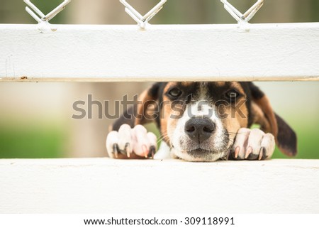 Little sadness eyes dog in white cage
