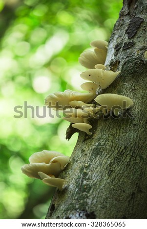White mushrooms on old tree in rainy season