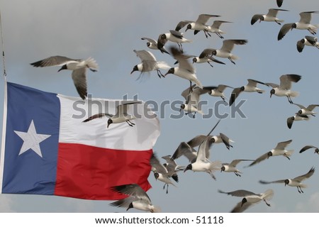 Seagulls by Texas Flag