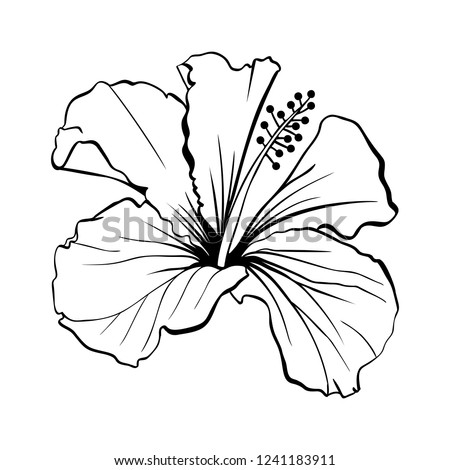 Hibiscus Flower Drawing | Free download on ClipArtMag