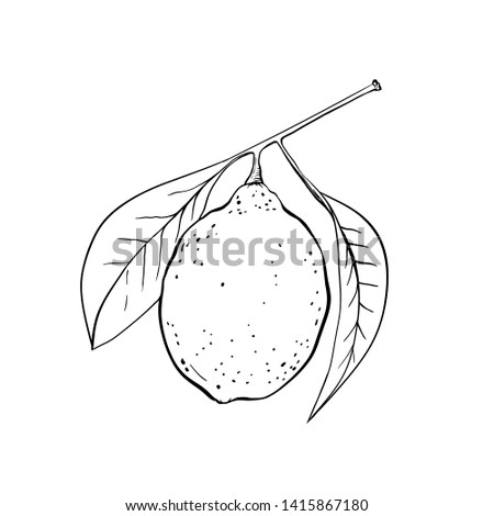 Lemon hand drawn illustration. Fruit ink pen outline sketch. Black and white clipart. Realistic citrus plant with leaves freehand drawing. Isolated monochrome floral design element