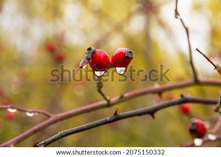 Similar – Image, Stock Photo Raindrops on the rose