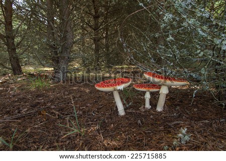 Mushroom fly amanit in pinewood - Three red mushroom Fly Agaric  (Amanita muscaria)  in a forest of pines and autumn