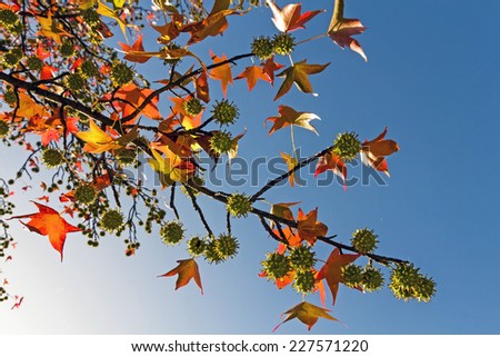 Branch with leaves and fruits ( gumball ) of Sweet gum ( Liquidambar )  with bright fall colors