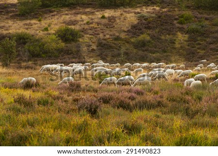 Flock of Sheep grazing in a mountain landscape of oaks with heather and shrubs in the transition between summer and fall