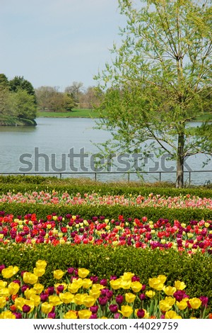 tulips in spring scenery