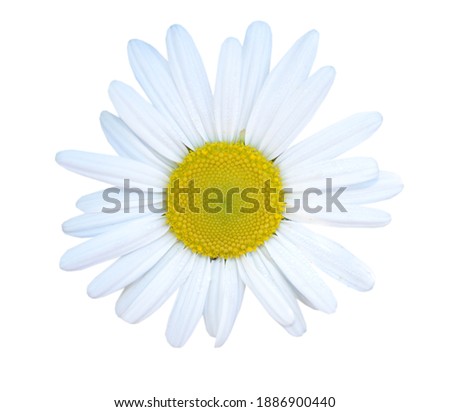 A blooming spring white chamomile flower Сток-фото © 
