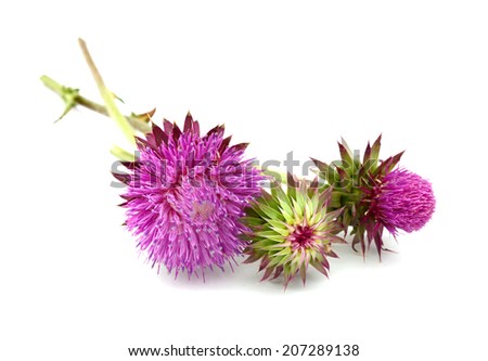 A flowering thistle isolated white
