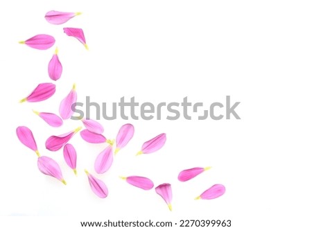 Similar – Foto Bild Violette Chrysantheme und Blütenblätter