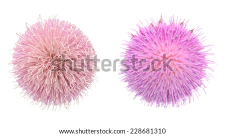 two thistle flowers isolated on white