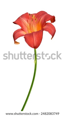 Similar – Image, Stock Photo blooming red lilies with green stems and leaves in the garden