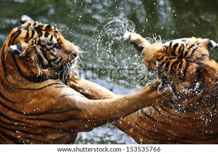 Fighting tigers
