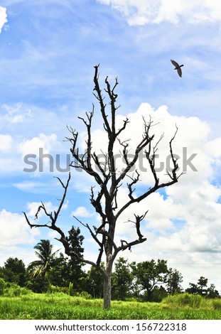 Lonely bird over lonely tree