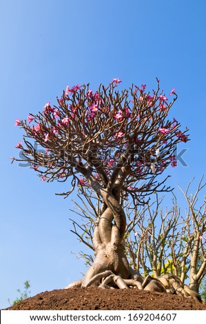 desert rose tree with blue sky - adenium obesum flora tropical garden blossom botanical