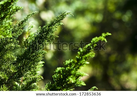 fresh pine branch - green nature outdoor season evergreen background needle environment forest fertile