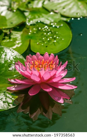 lotus flower - water pond blooming sunrise