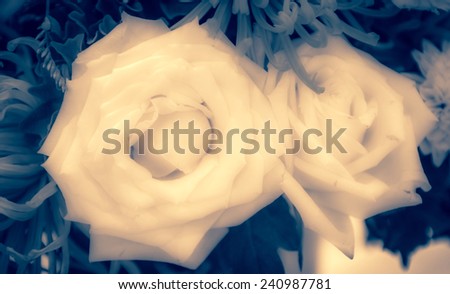 white rose design closeup soft style for background