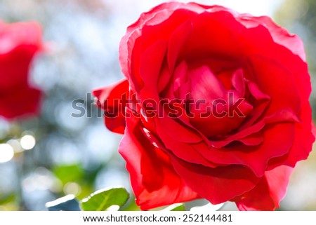 red rose - flowers fragrance valentine wedding love